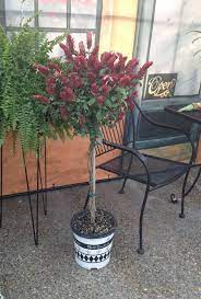 The texas department of agriculture (tda) is a diversified state agency whose mission is to make texas the nation's leader in agriculture, protect consumers, fortify our economy Red Shrimp Plant Care Justicia Brandegeeana Growing Requirements