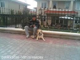 Ilk Kopek Olarak Rottweiler Petarkadas Com