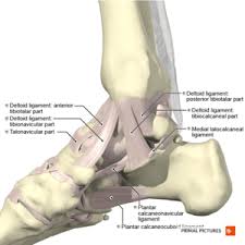 Check spelling or type a new query. Ankle Sprain Physiopedia