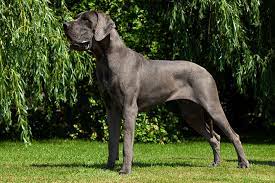 384 likes · 4 talking about this. Qual E O Maior Cachorro Do Mundo