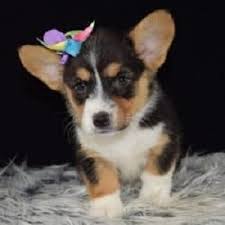 Find the perfect pembroke welsh corgi puppy for sale in virginia, va at puppyfind.com. Corgi Puppies For Sale In Va Petswall