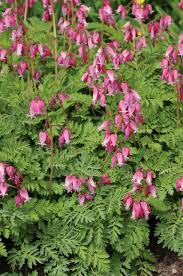 Comment Concevoir Un Jardin D Ombre Du Jardin Dans Ma Vie