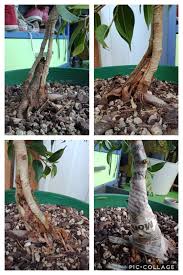 Place the tip of the knife about 1 inch away from the side of the bark split and trace around the wound on one side. Splitting The Trunk Of My Ficus Benjamina And Grafting In Some Dead Wood An Experiment Bonsai