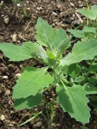 Mauvaises Herbes En 2020 Jardin Communautaire Mauvais Herbe Plantes Sauvages Comestibles