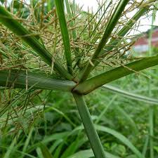 Image result for Cyperus distans