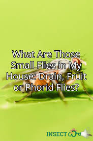 What Are Those Small Flies In My House Insect Cop House Insects Get Rid Of Flies Tiny Flies