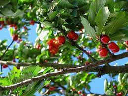 Avoid planting in heavy, compacted soils. Best Soil For Cherry Trees Garden Gear Shop