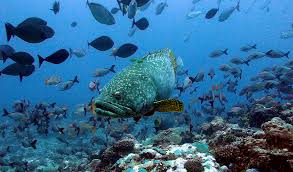 「grouper fish great barrier reef」の画像検索結果