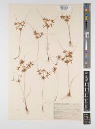 Image result for Cyperus amabilis