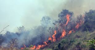 Video kebakaran hutan lindung di malaysia,video ni rekaman asli pada saat kebakaran terjadi. Berharap Nol Kebakaran Hutan Di 2017 The Indonesian Institute