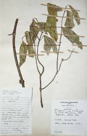 Image result for Hippocratea volkensii