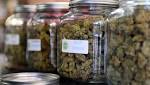  Can cannabis save us from the opioid crisis?