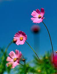 Cosmos Set Off Against The Blue Sky Cosmos Flowers Fancy Flowers Beautiful Flowers