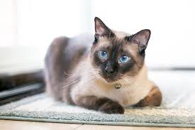 Check poison symptoms, diagnosis & treatments. Asthma In Cats Signs Symptoms Treatment Hillcrest Animal Hospital Bartlett Vets