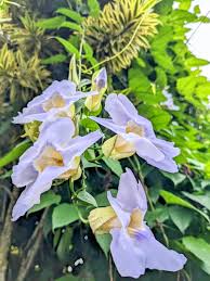 Image result for Thunbergia lancifolia