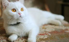 Beyaz Kedi 38 Fotograf Beyaz Yerli Kedi Irklarinin Isimleri Ve Aciklamalari Kabarik Albino Yavru Kedi