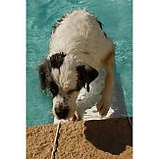 14 martindale crescent, ancaster (on), l9k 1j9, canada. Dunia Belajar Dog Ramp For Suv Petsmart