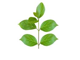 Image result for Premna
