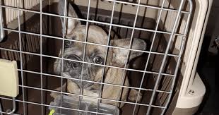 Hi, my family is considering adding another dog to our family and were we were wondering if anyone knew of any pomeranian dog breeders in or around grand rapids, michigan. Rescue Fights To Keep Neglected French Bulldog Puppies In The Us K 9 Specialist
