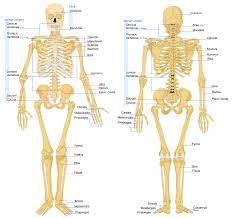 The basic parts of the human body are the head, neck, torso, arms and legs. Bone Anatomy Ask A Biologist