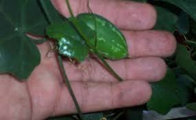 Image result for Coccinia grandiflora