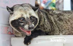 Check spelling or type a new query. Ciri Ciri Musang Jinak Total Kicuit Com