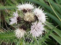 Image result for Carduus nyassanus