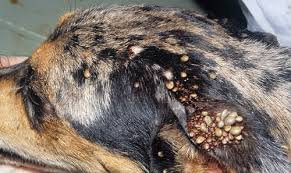 It can take up to 3 years to complete a full lifecycle, and most will die because they can’t. Brown Dog Tick Rhipicephalus Sanguineus Latreille