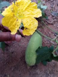 Image result for Peponium