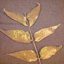 Image result for Walnut blight