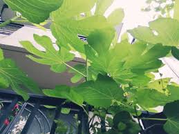いちじくの花言葉 花や実の特徴 種類は Greensnap グリーンスナップ