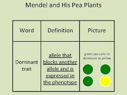 Mendel And His Pea Plants Mendel And His