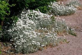Image result for Cerastium octandrum
