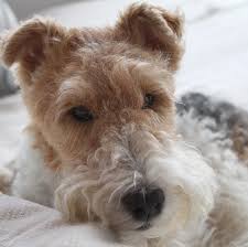 My Dear Friend Pearl Wirefoxterrier Tagged Me In The Extremecloseup Challenge This Morning It Just So Happens T Fox Terrier Pitbull Terrier Wire Fox Terrier