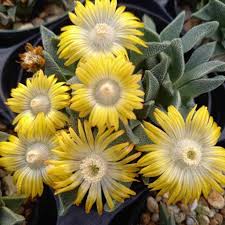 Image result for Nananthus aloides