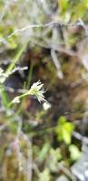 Image result for Rhynchospora brevirostris