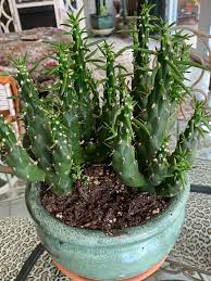 No, cactus spines are not poisonous. Austrocylindropuntia Subulata Eve S Needle Cactus North Carolina Extension Gardener Plant Toolbox