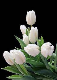Tulipa Branca Beautiful Flowers Tulips Amazing Flowers