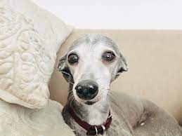 When left untreated, built up stress can lead to a Dog Breeds Getting To Know The Greyhound Figo Pet Insurance
