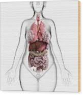 Human anatomy female human anatomy picture human anatomy chart the human body human body organs human body systems inside human body human organ diagram body organs diagram. Illustration Of An Obese Woman S Internal Organs Photograph By Sebastian Kaulitzki Science Photo Library