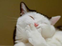 Kumpulan gambar lucu banget yang kocak dan paling unik (bergerak, animasi kartun. 63 Gambar Kucing Lucu Ini Bakal Bikin Kamu Gemes