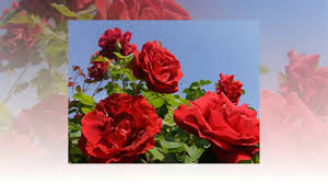 Chúc vợ một ngày 8/3 thật nhiều niềm vui và hạnh phúc. Chuc Mung 8 3 2020 Youtube