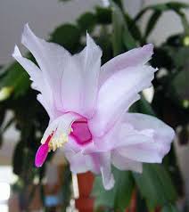 Many hybrids and cultivars now exist, with red, white, pink, purple. The Pure White Christmas Cactus Christmas Cactus