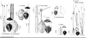 Image result for Schoenoplectus erectus