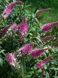 10 Plants That Attract Good Bugs Plants Pollinator Garden Tall Plants