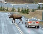 Image result for picture of a moose standing next to an adult human