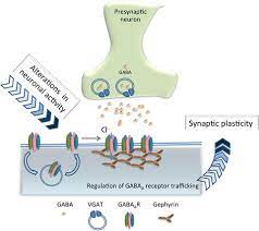Role Of Gabaar Trafficking In The Plasticity Of Inhibitory Synapses Mele 2016 Journal Of Neurochemistry Wiley Online Library