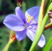 Image result for Aristea ecklonii