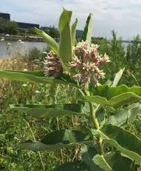 Image result for Sium repandum