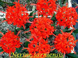 Red light is responsible for making plants flower and produce fruit. Favorite Red Flowered Bulbs Pacific Bulb Society